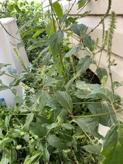 Achyranthes japonica