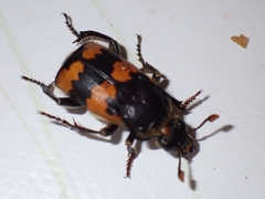 Nicrophorus vespillo