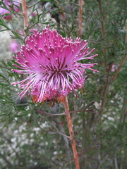 Isopogon dubius