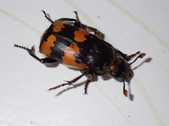 Nicrophorus vespillo