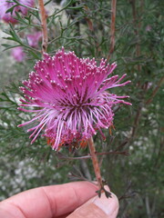 Isopogon dubius