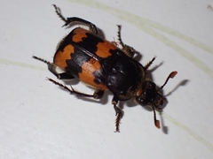 Nicrophorus vespillo