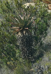Aloe ferox
