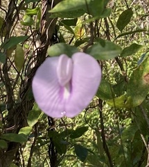 Centrosema arenicola