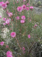 Isopogon dubius