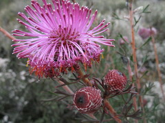 Isopogon dubius