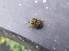 Poecilocoris druraei