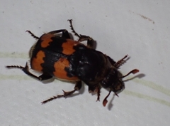 Nicrophorus vespillo