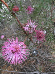 Isopogon dubius