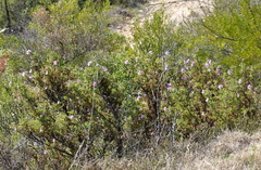 Pelargonium panduriforme