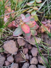 Rhodiola rosea