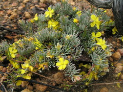 Hibbertia hibbertioides hibbertioides
