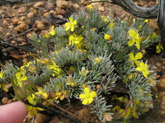 Hibbertia hibbertioides hibbertioides