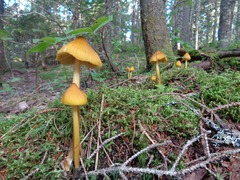 Entoloma luteum