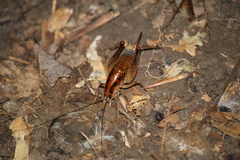 Ceuthophilus maculatus