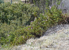 Pelargonium panduriforme