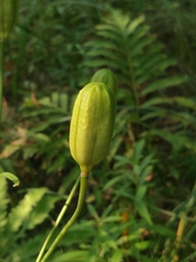 Lilium michiganense