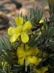 Hibbertia hibbertioides hibbertioides