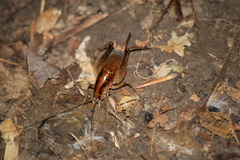 Ceuthophilus maculatus