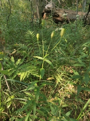 Lilium michiganense