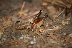 Ceuthophilus maculatus
