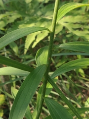 Lilium michiganense