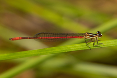 Argiocnemis rubescens