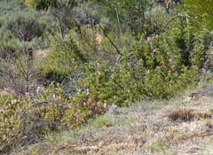 Pelargonium panduriforme