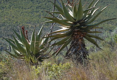 Aloe ferox