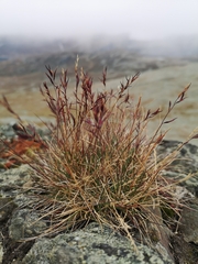 Festuca vivipara