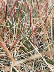 Festuca vivipara