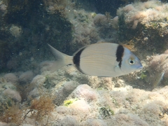 Diplodus vulgaris