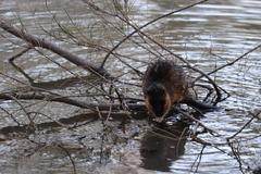 Hydromys chrysogaster