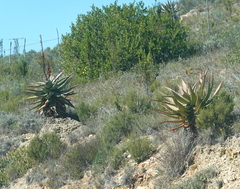 Aloe ferox