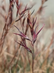 Festuca vivipara