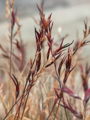 Festuca vivipara