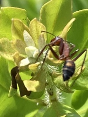 Camponotus socius