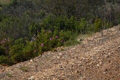 Pelargonium panduriforme