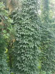 Parthenocissus quinquefolia