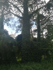 Parthenocissus quinquefolia