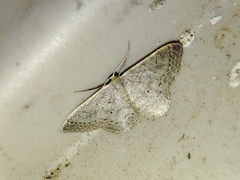 Idaea eugeniata