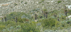 Aloe ferox