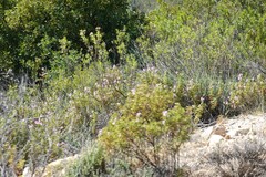 Pelargonium panduriforme