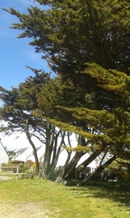 Cupressus