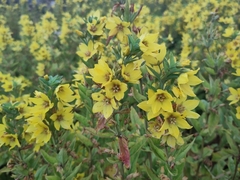 Lysimachia punctata