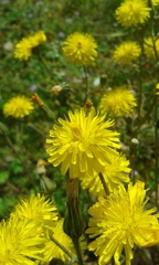 Crepis