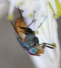 Rhyncomya sinaiensis