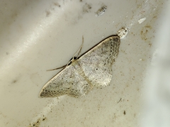 Idaea eugeniata