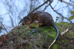 Hydromys chrysogaster