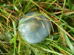 Stropharia pseudocyanea